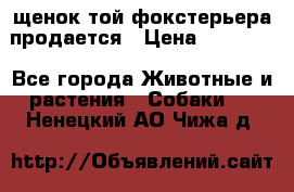 щенок той-фокстерьера продается › Цена ­ 25 000 - Все города Животные и растения » Собаки   . Ненецкий АО,Чижа д.